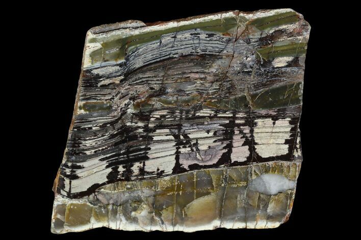 Polished Stromatolite Slab - Pilbara, Australia #129183